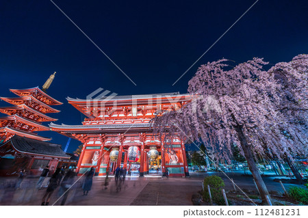 "Tokyo" Sensoji Temple's Hozomon gate and weeping cherry blossoms in full bloom, Taito Ward night view 112481231