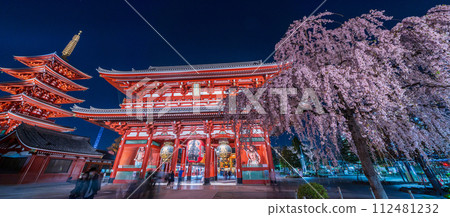 "Tokyo" Sensoji Temple's Hozomon gate and weeping cherry blossoms in full bloom, Taito Ward night view "Tokyo" Sensoji Temple's Hozomon gate and weeping cherry blossoms in full bloom, Taito Ward night view 112481232