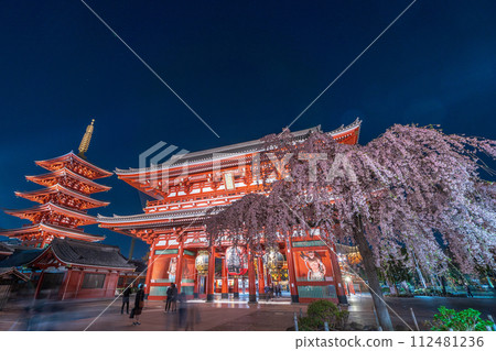 "Tokyo" Sensoji Temple's Hozomon gate and weeping cherry blossoms in full bloom, Taito Ward night view "Tokyo" Sensoji Temple's Hozomon gate and weeping cherry blossoms in full bloom, Taito Ward night view 112481236