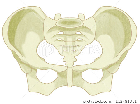 Realistic female pelvis structure - easy to understand illustrations Realistic female pelvis structure - easy to understand illustrations 112481311