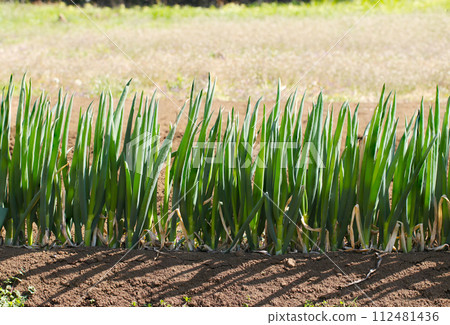 Green onions in the field lined up in a row shining in the sunlight 112481436