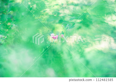 萩花 萩花 112481585
