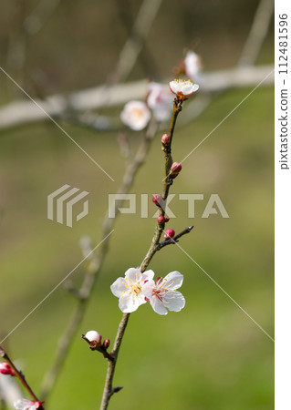 春日天氣下山村單枝綻放的白梅花與紅芽（自然光+閃光燈、微距特寫攝影） 112481596