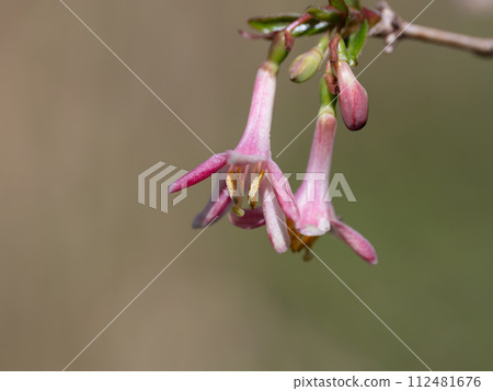 日本山中綻放的日本鶯 日本山中綻放的日本鶯 112481676