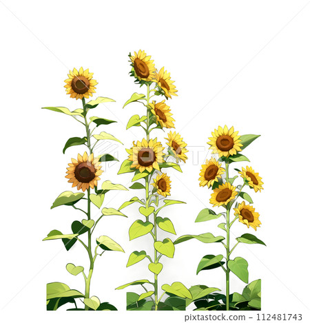 水彩向日葵明信片素材 112481743