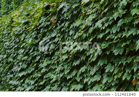 綠化作為應對全球暖化的措施 綠化作為應對全球暖化的措施 112481840