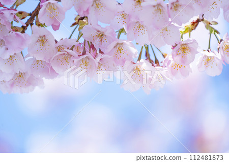 在藍天的櫻花後面 112481873