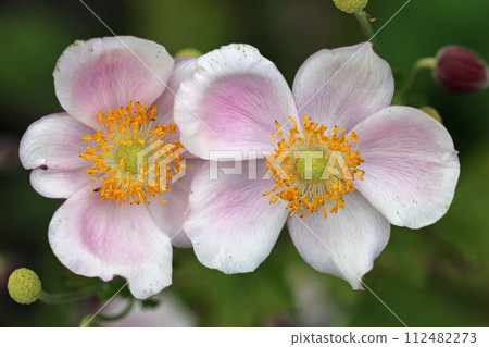 Pink Japanese anemone flowers in close up Pink Japanese anemone flowers in close up 112482273