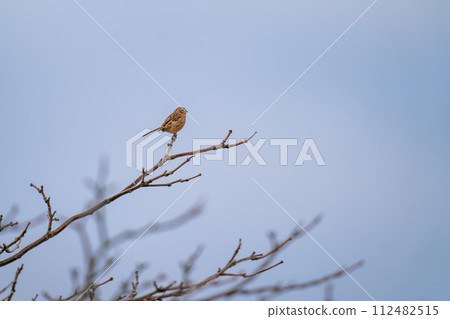 一隻紅腹甲蟲棲息在樹枝上，休息著它的翅膀 112482515