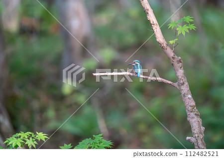 一隻翠鳥棲息在樹枝上,環顧四周。 一隻翠鳥棲息在樹枝上,環顧四周。 112482521