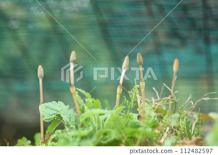 馬尾草,一種沐浴在春光中的植物 馬尾草,一種沐浴在春光中的植物 112482597
