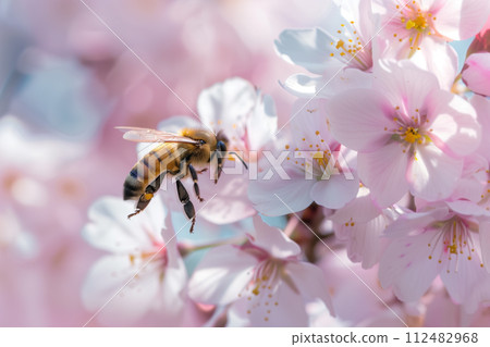 夕陽照耀下的櫻花與蜜蜂 夕陽照耀下的櫻花與蜜蜂 112482968