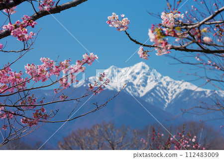 櫻花,背景是春天的氣息和山脈 櫻花,背景是春天的氣息和山脈 112483009