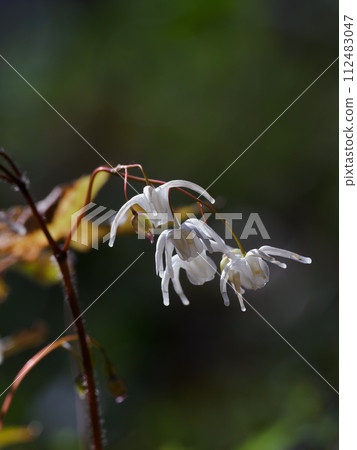 Tokiwaikarisou, a species endemic to Japan 112483047