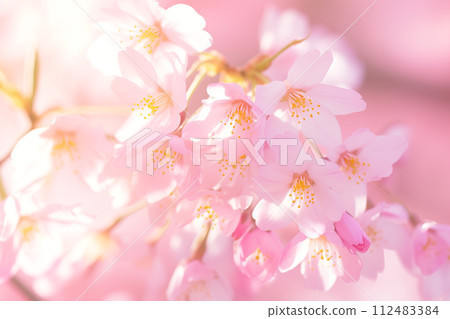 Cherry blossoms herald the arrival of spring Cherry blossoms herald the arrival of spring 112483384