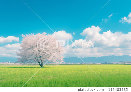 Blue sky and cherry tree 112483385