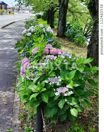 “Hydrangea Road” attracts visitors “Hydrangea Road” attracts visitors 112483538