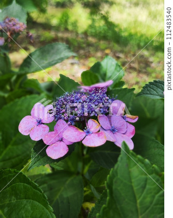 “Hydrangea Road” attracts visitors “Hydrangea Road” attracts visitors 112483540