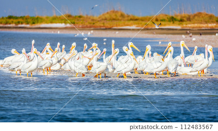 Pod of pelicans 112483567