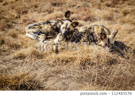 Wildlife preserve in Gauteng 112483576