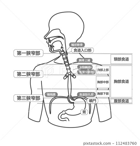 單色線條畫型插圖，附有食道結構的文字解釋 112483760