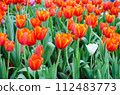 red tulips in the garden 112483773