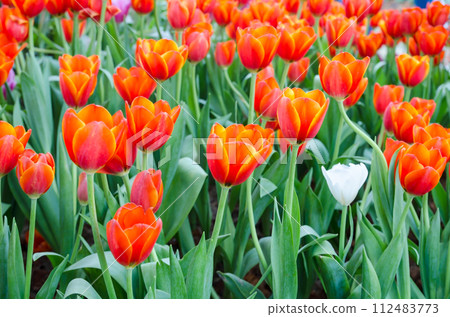 red tulips in the garden red tulips in the garden 112483773