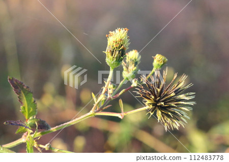 When you walk in the fields in autumn, you will almost always find grass thorns clinging to your clothes. When you walk in the fields in autumn, you will almost always find grass thorns clinging to your clothes. 112483778