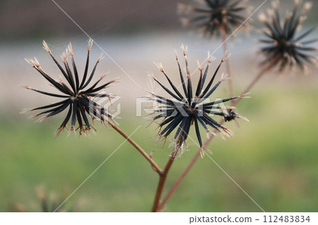 When you walk in the fields in autumn, you will almost always find grass thorns clinging to your clothes. When you walk in the fields in autumn, you will almost always find grass thorns clinging to your clothes. 112483834