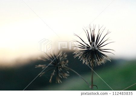 秋天，當你走在田野裡時，你幾乎總是會發現衣服上黏著草刺。 112483835