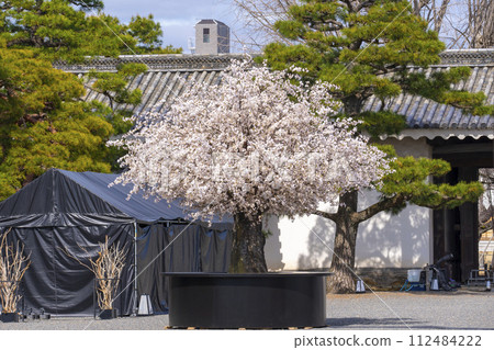 Kyoto, Nijo Castle, around the kitchen and palace, cherry blossom trees Kyoto, Nijo Castle, around the kitchen and palace, cherry blossom trees 112484222