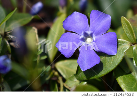 Myrtle periwinkle flower Myrtle periwinkle flower 112484528