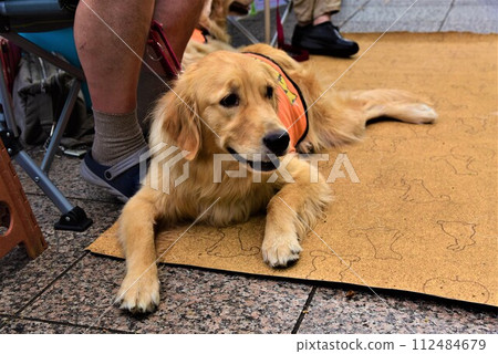 Guide dog sitting at your feet 112484679