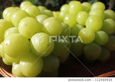 ~ Grape ~ ○ ◯ * + ○ Shine Muscat ○ + ◯ * ○. 112484916