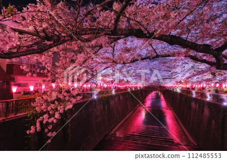The night cherry blossoms of the Meguro River lighted up 112485553