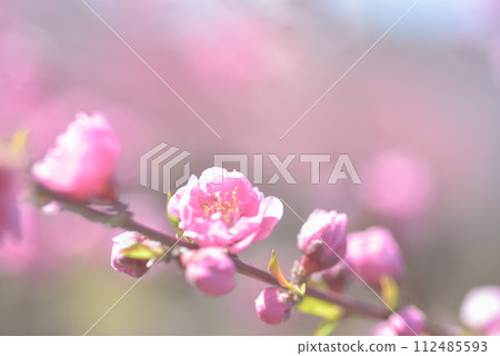  桃花 112485593