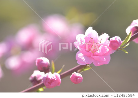  桃花 112485594