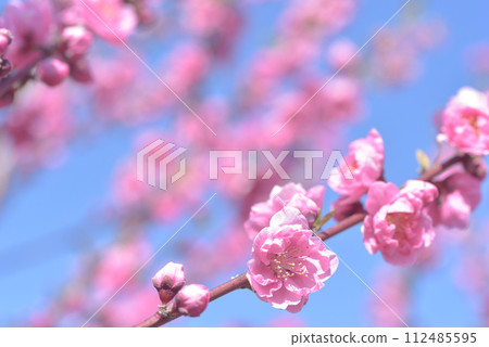  桃花 112485595