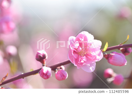  桃花 112485596