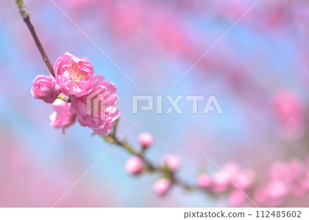 Peach blossoms Peach blossoms 112485602