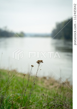A hazy image of a river with a flower in the foreground by the bank 112485642
