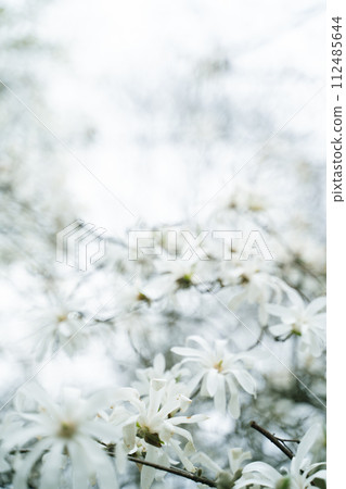 White flowers bloom on a tree branch in natural landscape 112485644