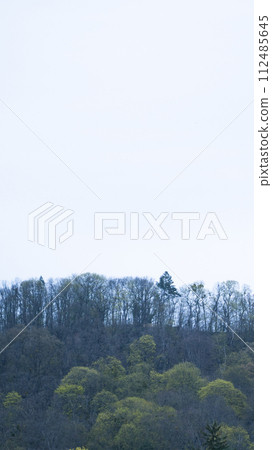 Blurred spring forest image with white sky in the background Blurred spring forest image with white sky in the background 112485645