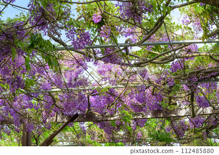``Tunnel wisteria at Yame Railway Memorial Park'' (Yame City), looking up at the wisteria trellis that shines in the bright spring sunlight ``Tunnel wisteria at Yame Railway Memorial Park'' (Yame City), looking up at the wisteria trellis that shines in the bright spring sunlight 112485880