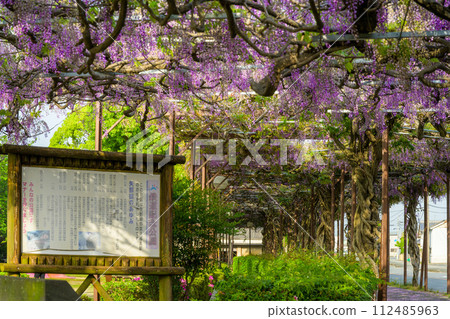 Wisteria trellis (wisteria trees) and park scenery that shine in the bright spring sunlight ``Tunnel wisteria at Yame Railway Memorial Park'' (Yame City) 112485963