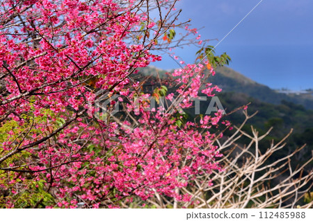 沖繩縣國頭郡本部町的本部八重岳櫻花節會場，早開的琉球關西櫻花和櫻花以外的大海 112485988