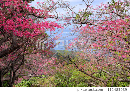 沖繩縣國頭郡本部町的本部八重岳櫻花節會場，早開的琉球關西櫻花和櫻花以外的大海 112485989