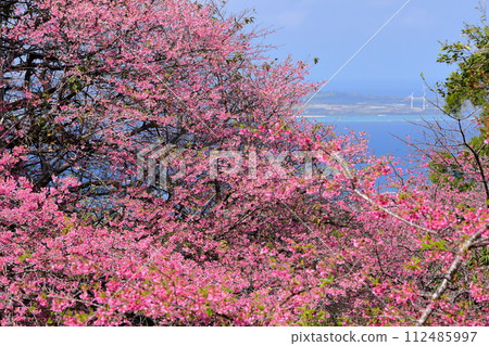 沖繩縣國頭郡本部町的本部八重岳櫻花節會場，早開的琉球關西櫻花和櫻花以外的大海 112485997