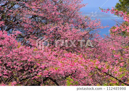 沖繩縣國頭郡本部町的本部八重岳櫻花節會場，早開的琉球關西櫻花和櫻花以外的大海 112485998