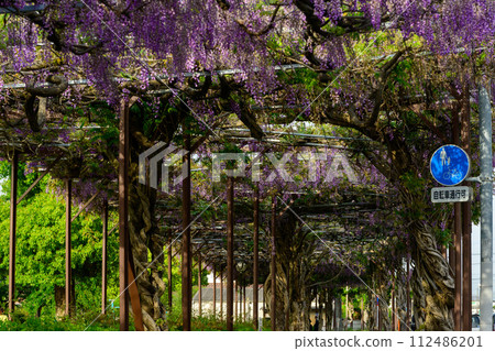 春天明媚陽光下閃耀的紫藤格子隧道風景「八女鐵道紀念公園的紫藤隧道」（八女市） 112486201